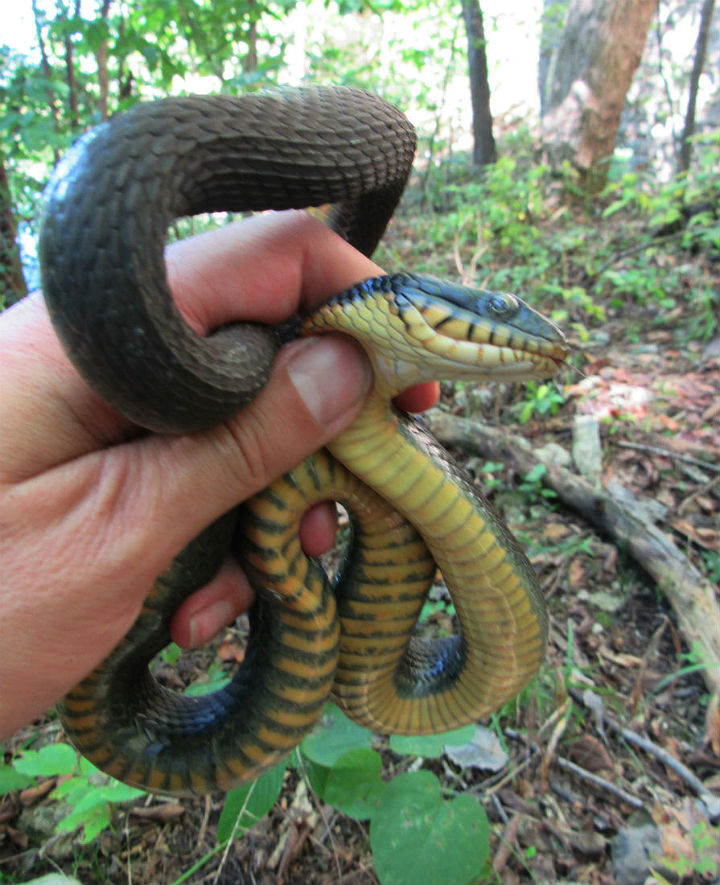 Yellowbelly Water Snake